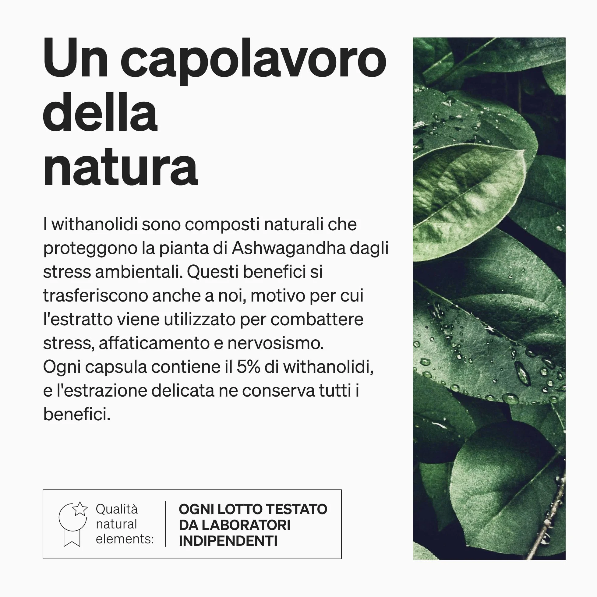 Bio Ashwagandha KSM-66 180 Capsule Alto Dosaggio Certificata