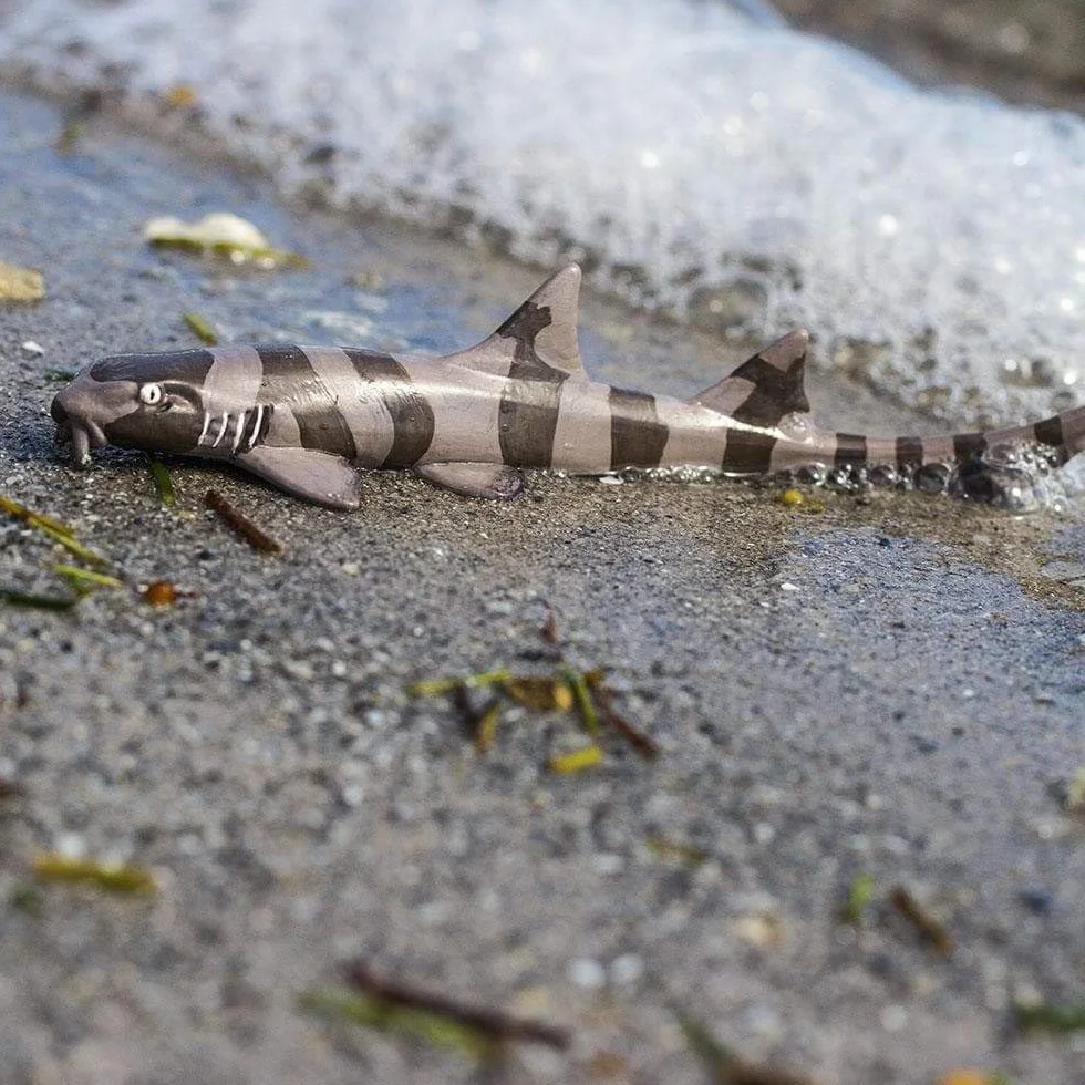 Bamboo Shark