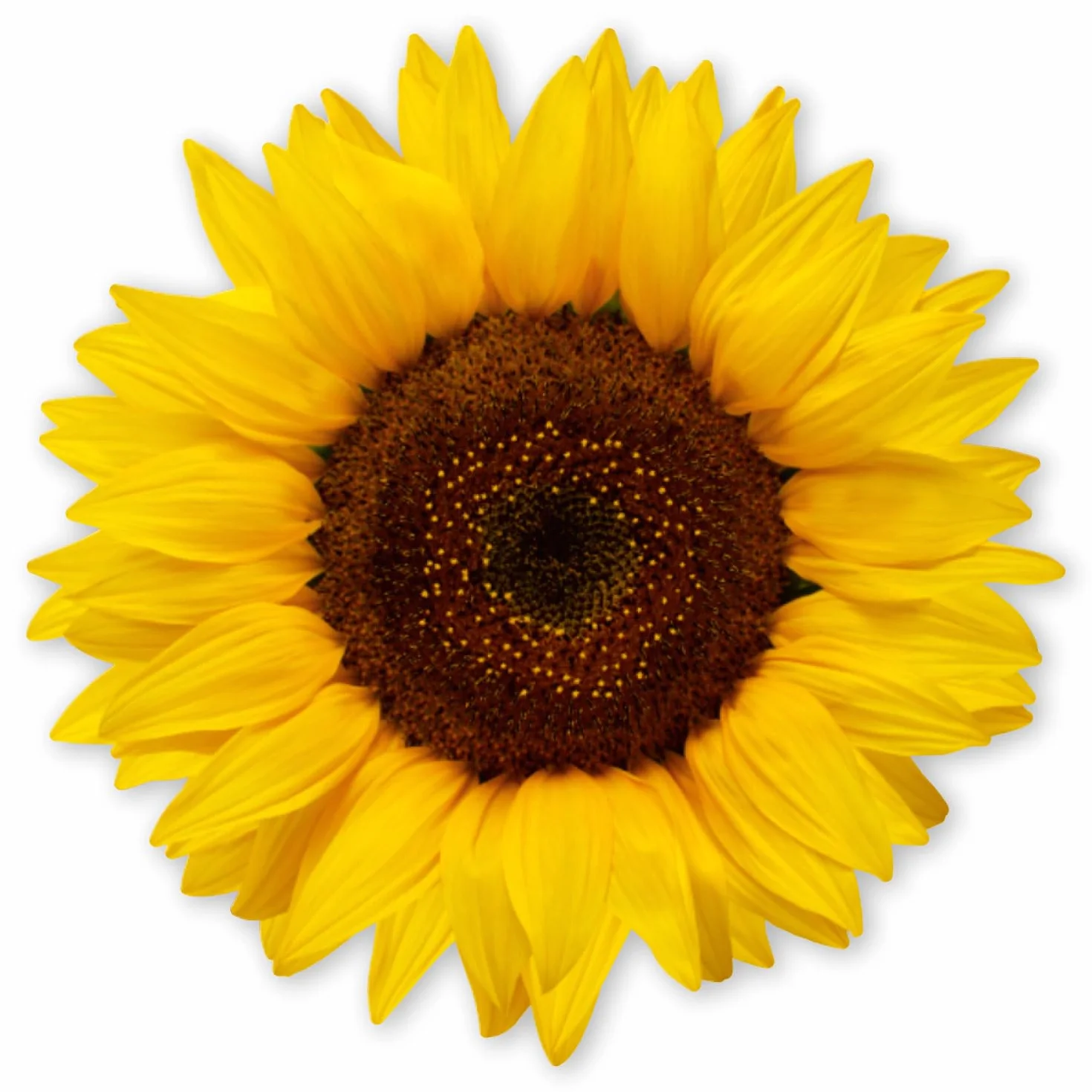 younikat Adesivo a forma di girasole | 30 cm | pellicola autoadesiva decorativa I dv1512