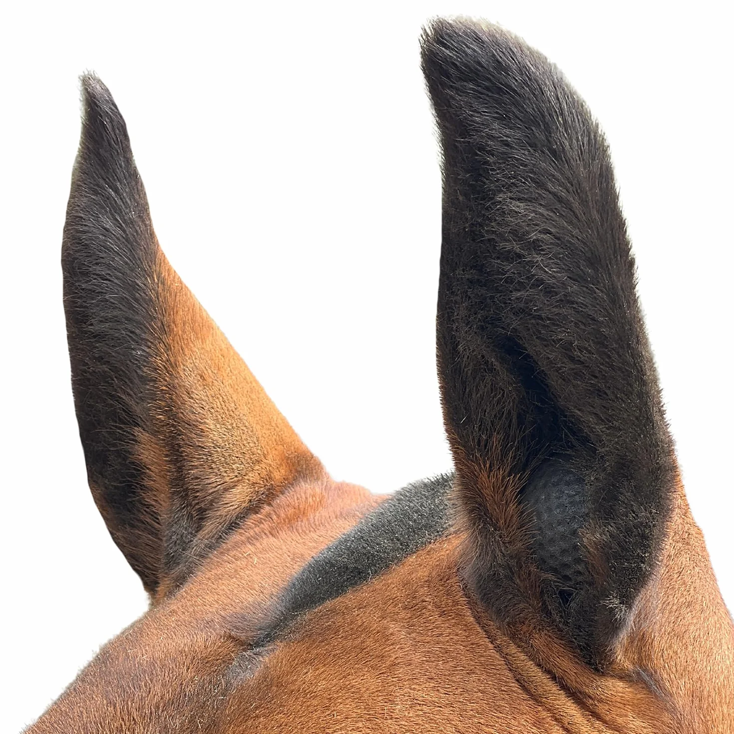Equetech Performance Ear Plugs for Horses