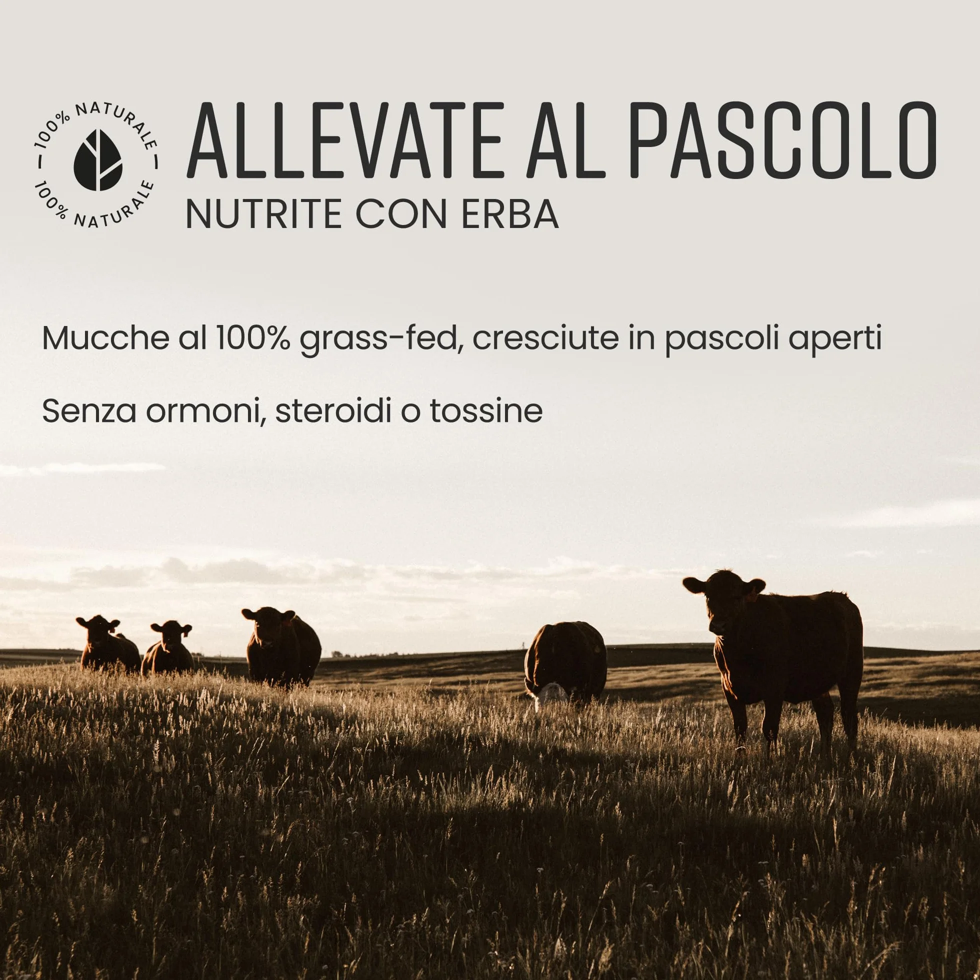VitaBright Collagen in Polvere 500g Peptidi di Collagene Idrolizzato Bovino Tipo 1 e 3 Grass Fed Puro