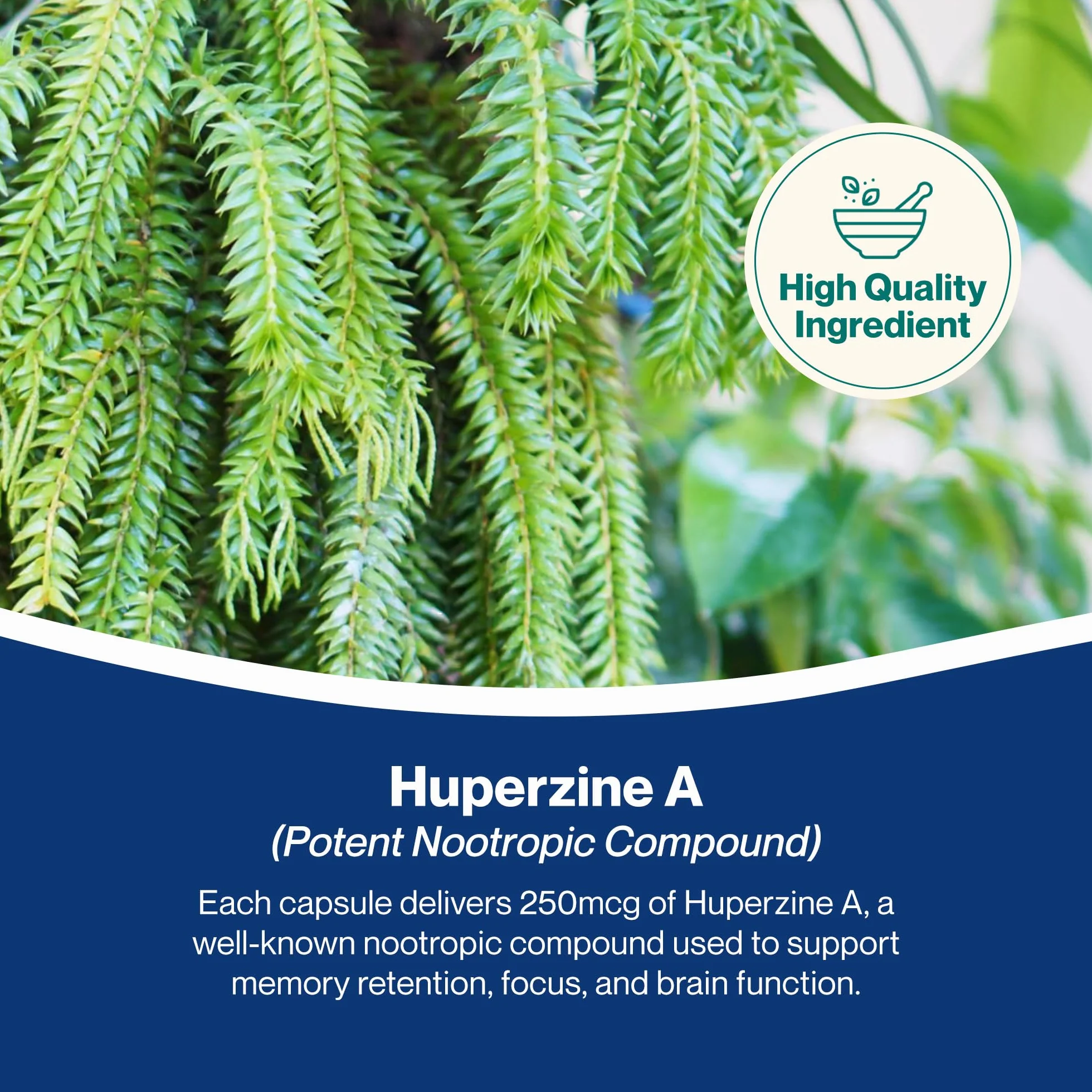 Huperzine A 225mcg 120 Vegan Capsules, Certificato di analisi AGROLAB Germania, senza glutine, senza OGM