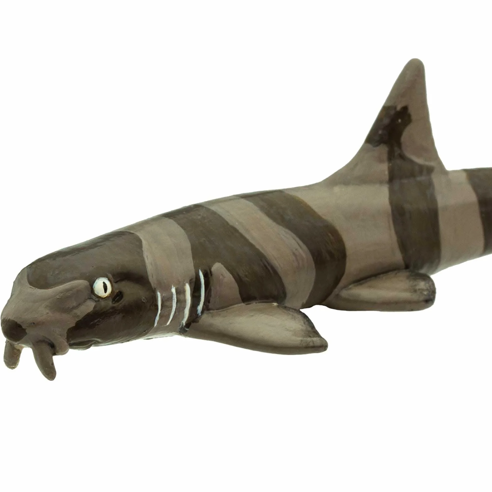 Bamboo Shark
