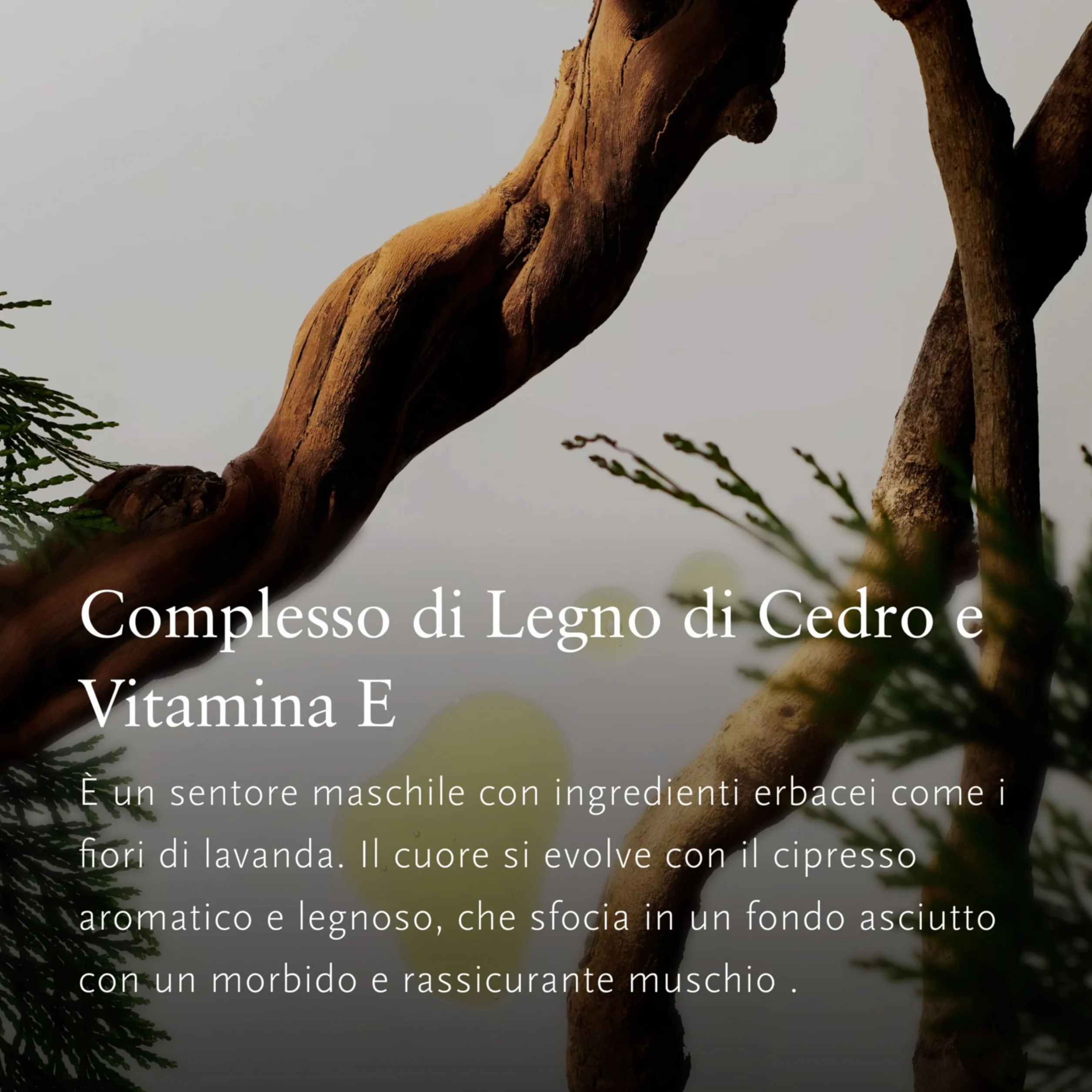 RITUALS Profumo per auto Uomo La vita è un viaggio ambra muschio 2 ricariche 2 x 3 g
