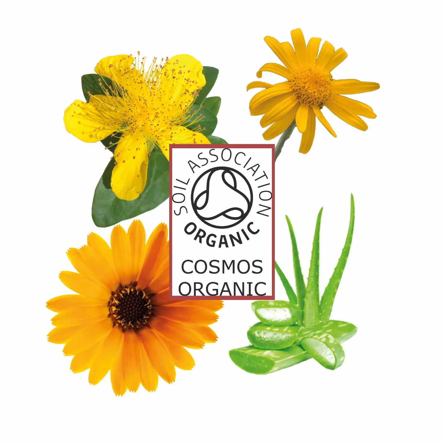 Olio Massaggio Muscolare 250ml Professionale Aloe Vera Calendula Rosmarino Eucalipto Pre-Post Allenamento
