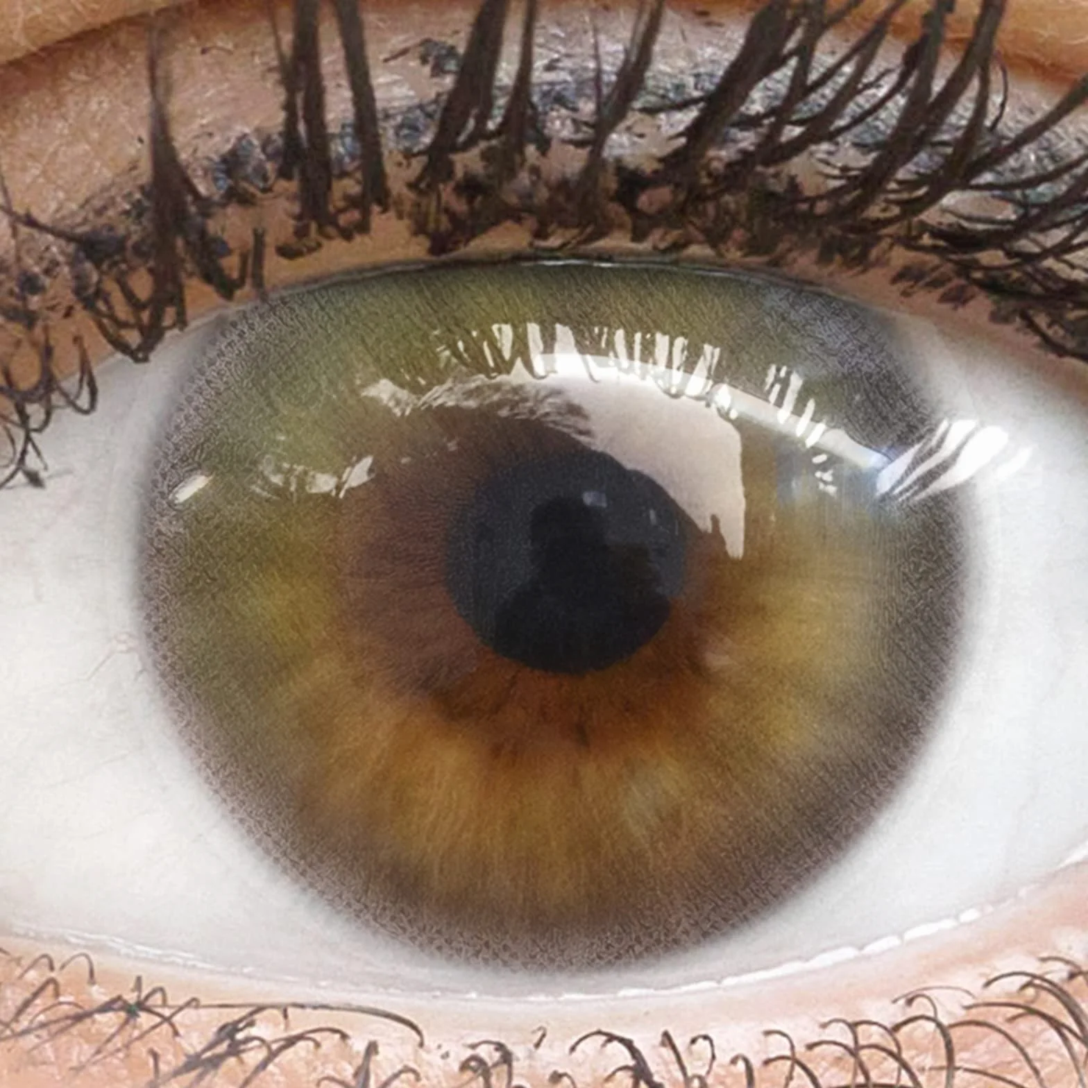 GLAMLENS Bardolino Green Lenti a Contatto Colorate Verdi - Mensili in Silicone Idrogel - 2 Pezzi - 0.00 Diottrie