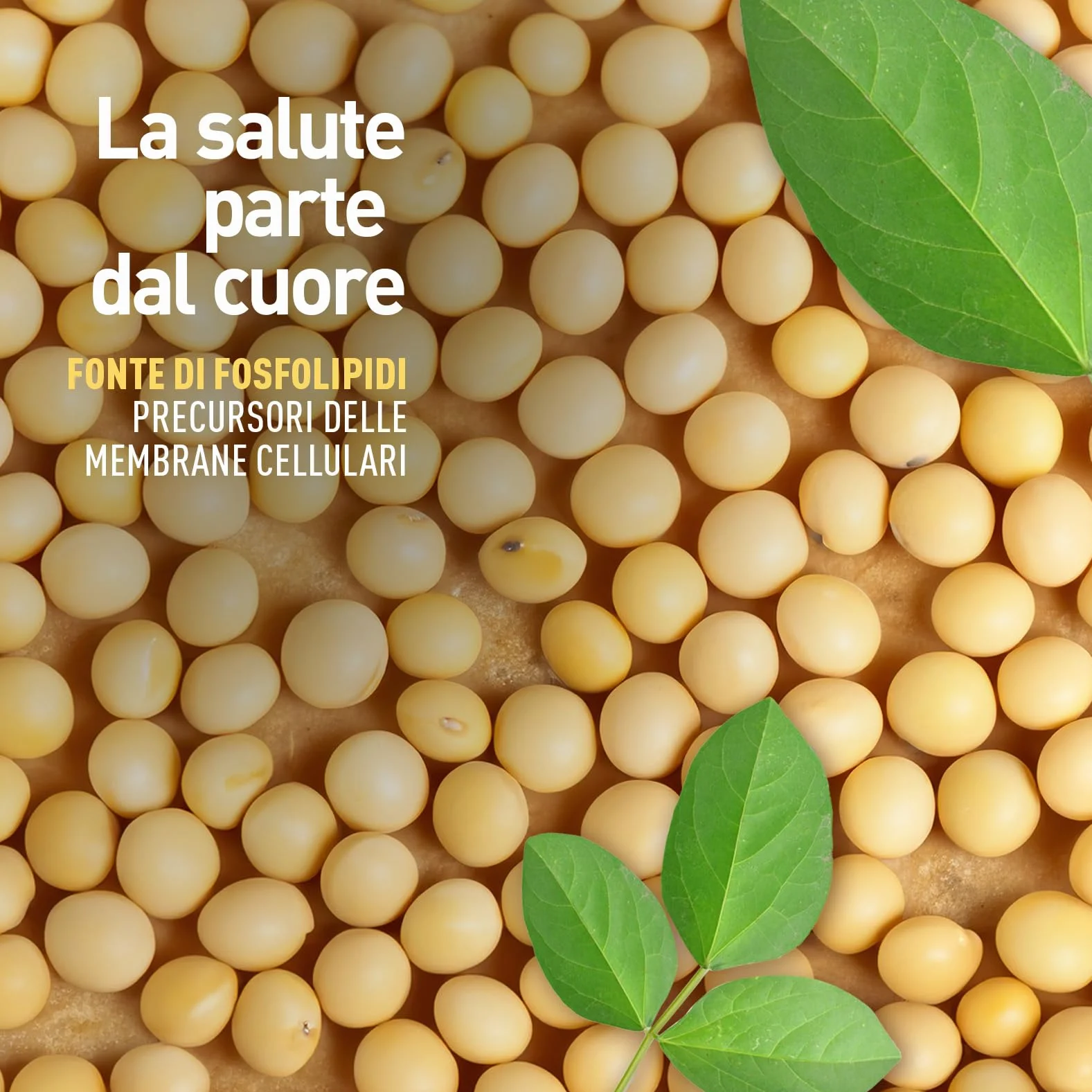 LongLife Lecitina Di Soia Fosfolipidi NON OGM Fonte vegetale fosfatidilcolina Metabolismo lipidi 2 mesi Senza glutine