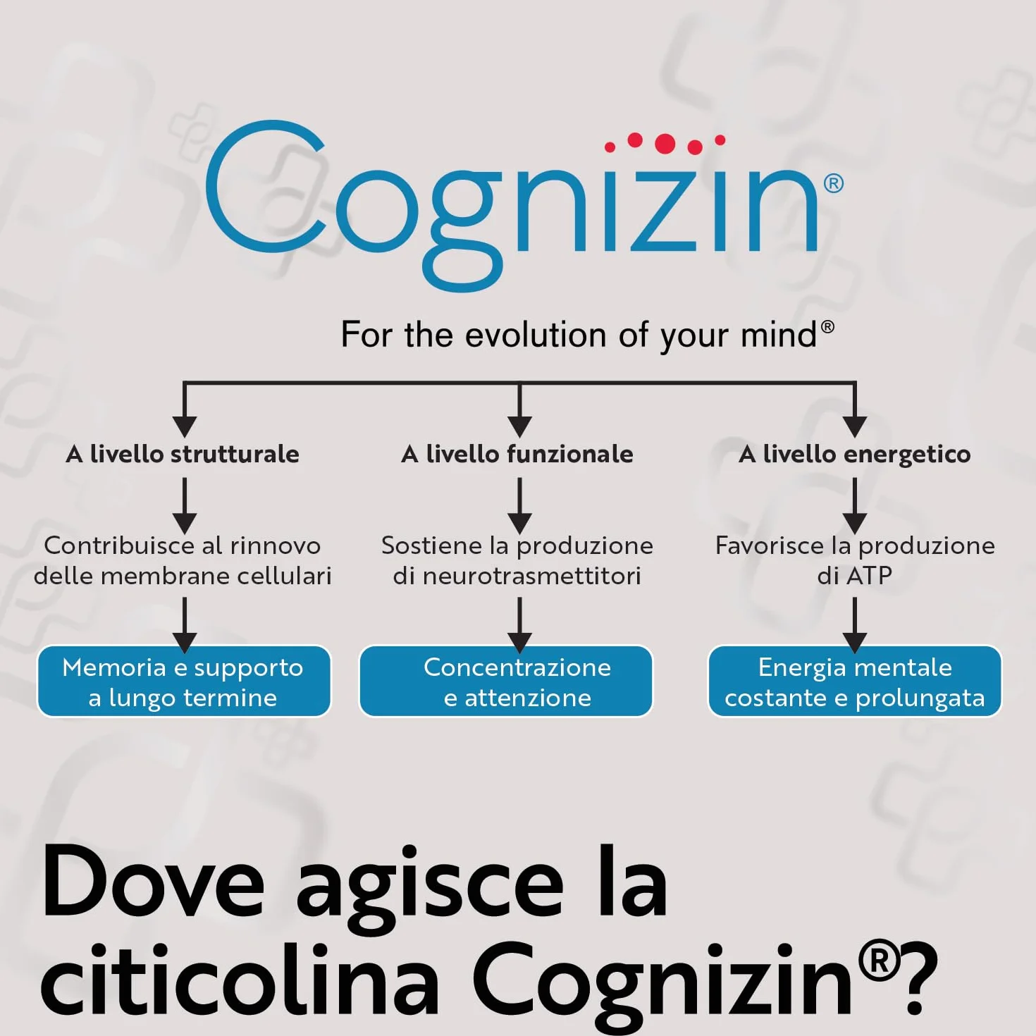 PiùLife Citicolina Cognizin 500 mg Integratore Memoria Concentrazione CDP Colina 2 Capsule