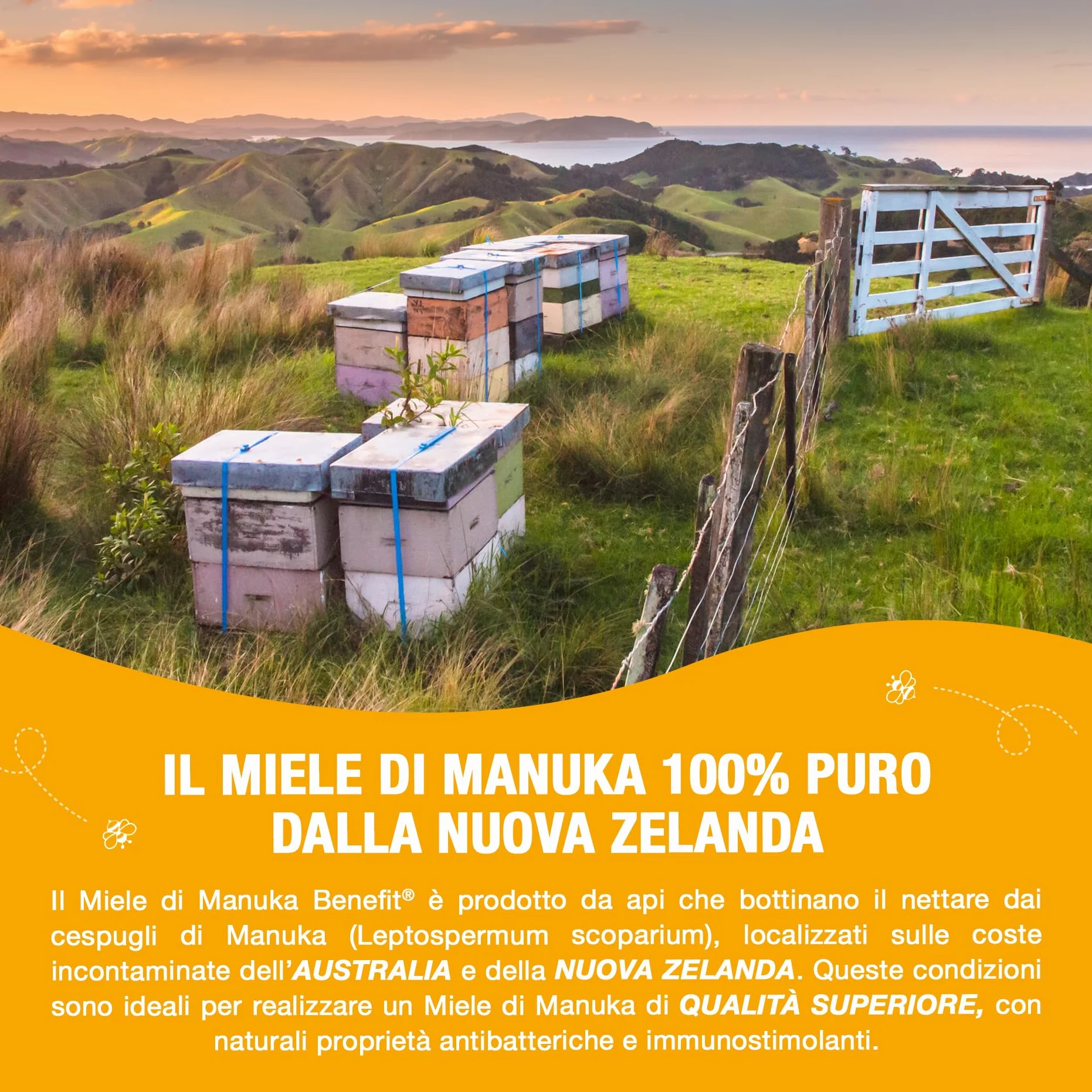 Pappa Reale Fresca con Miele Di Manuka e Vitamina B6, 10 Flaconcini Da 10 ml